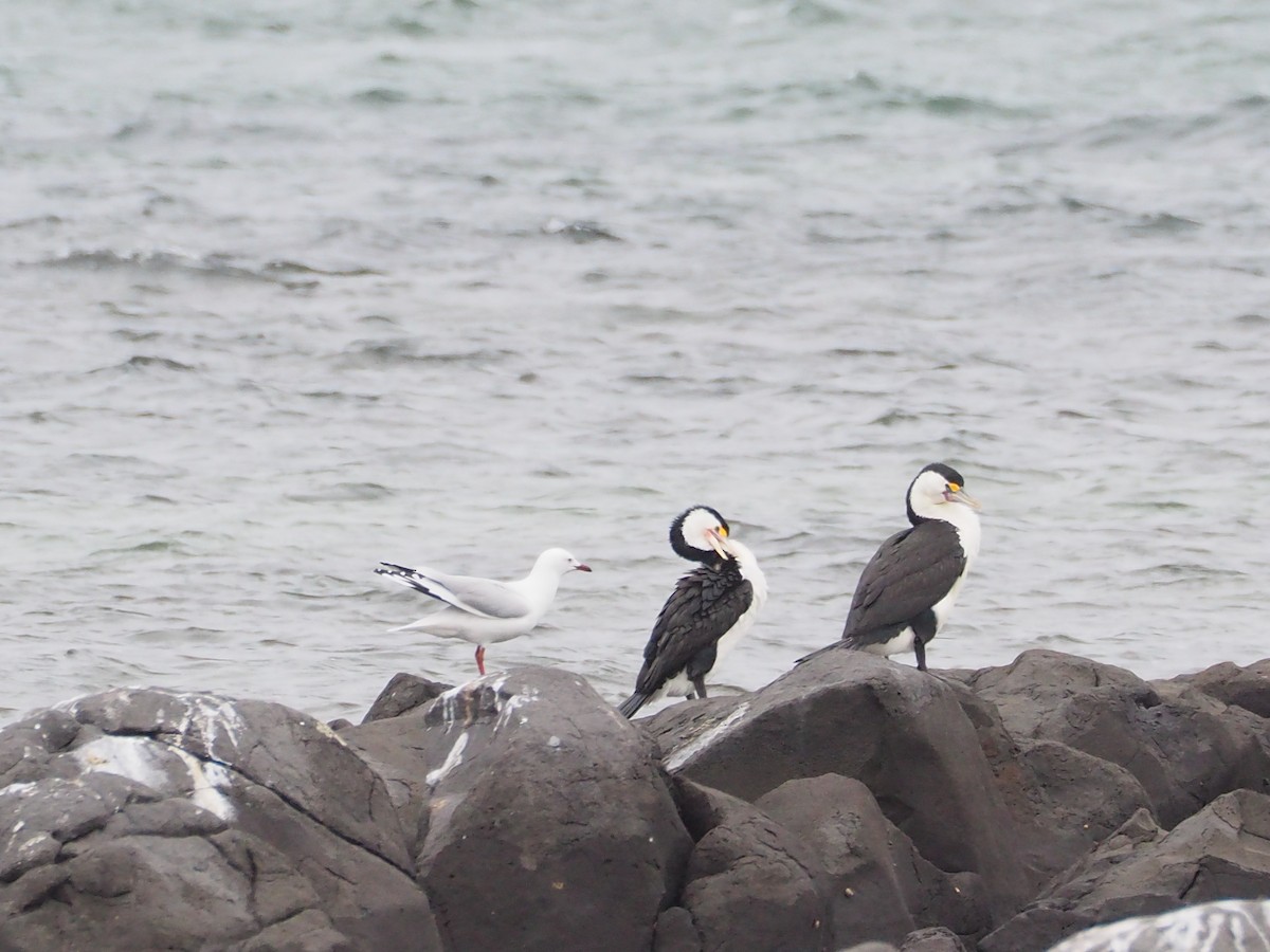 Pied Cormorant - ML592072271