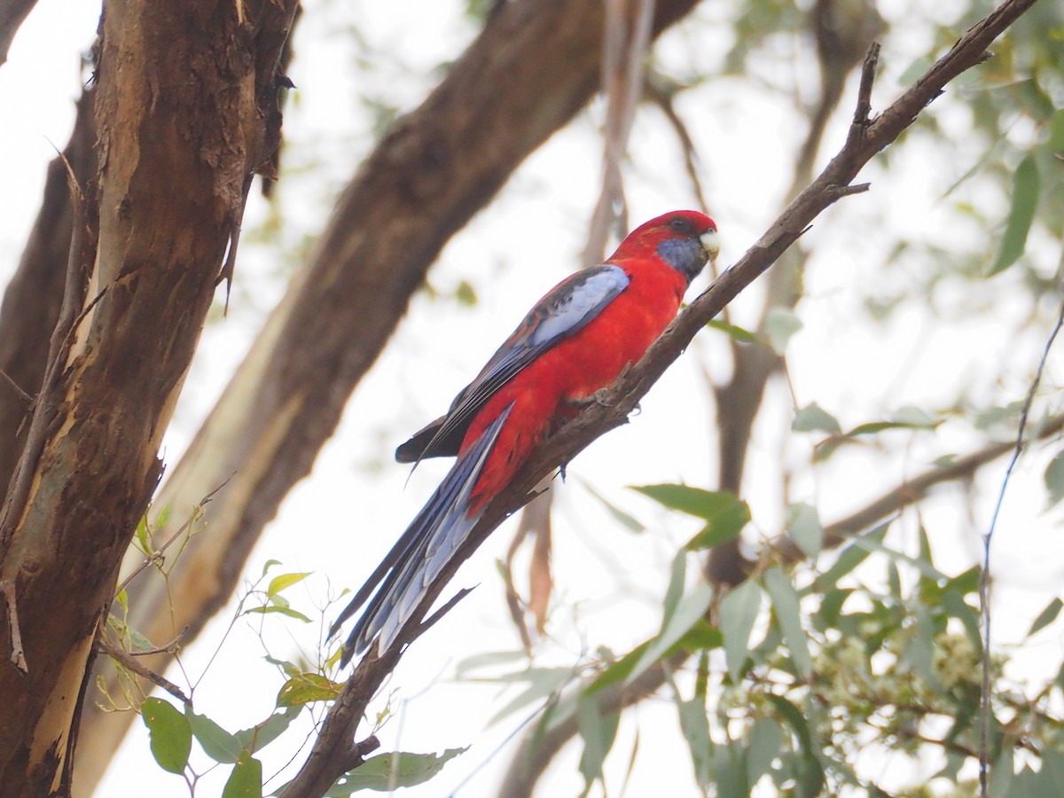 Crimson Rosella - ML592072901