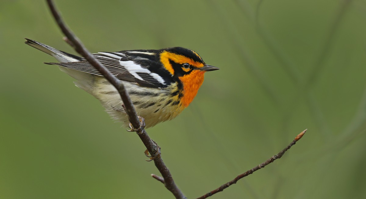 Blackburnian Warbler - ML59207301