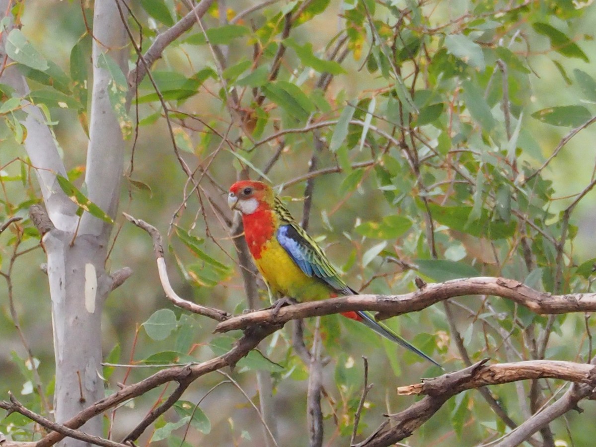 Eastern Rosella - ML592073121