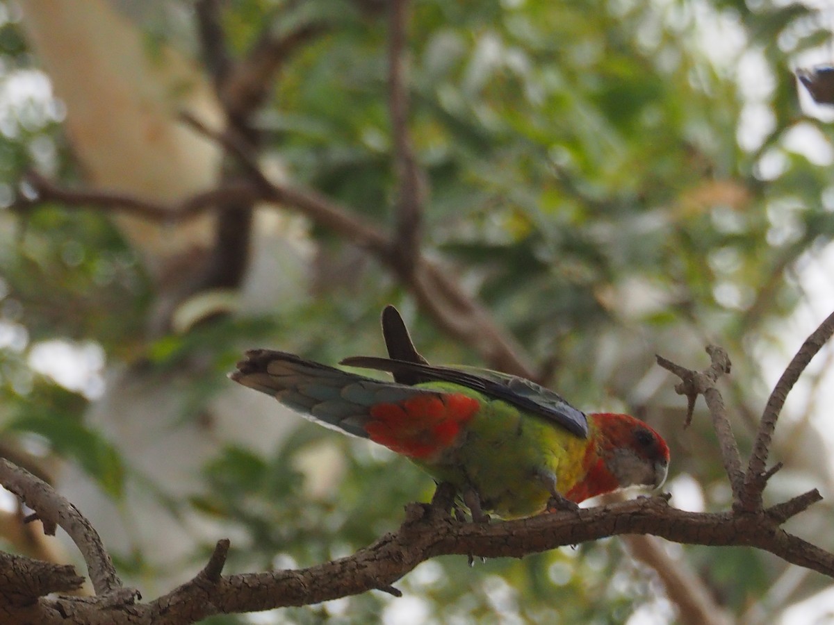 Eastern Rosella - ML592073131