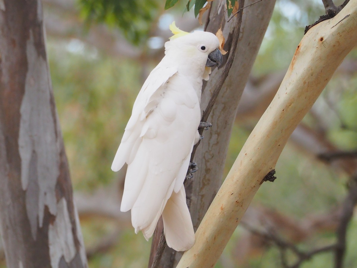 Sulphur-crested Cockatoo - Hiromi Arima