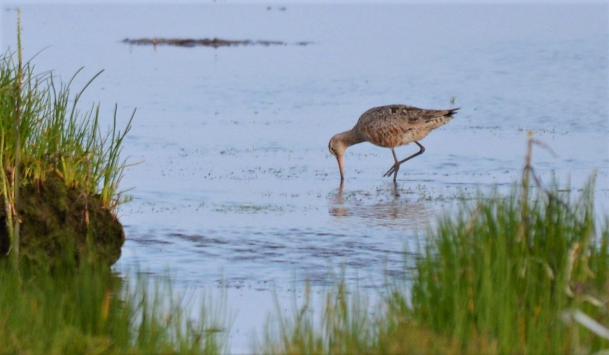 Hudsonian Godwit - ML592073201