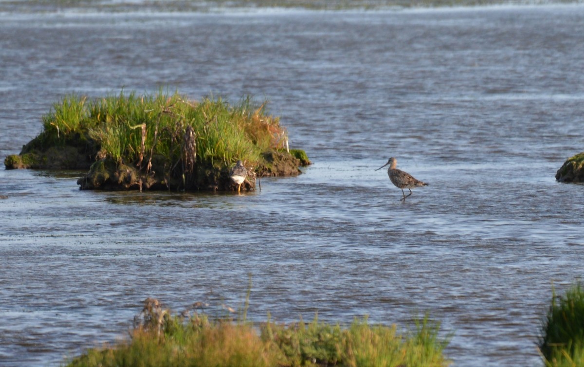 Hudsonian Godwit - Henry deJong