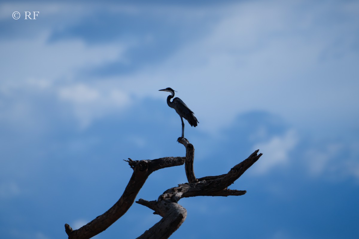 Black-headed Heron - ML592073401