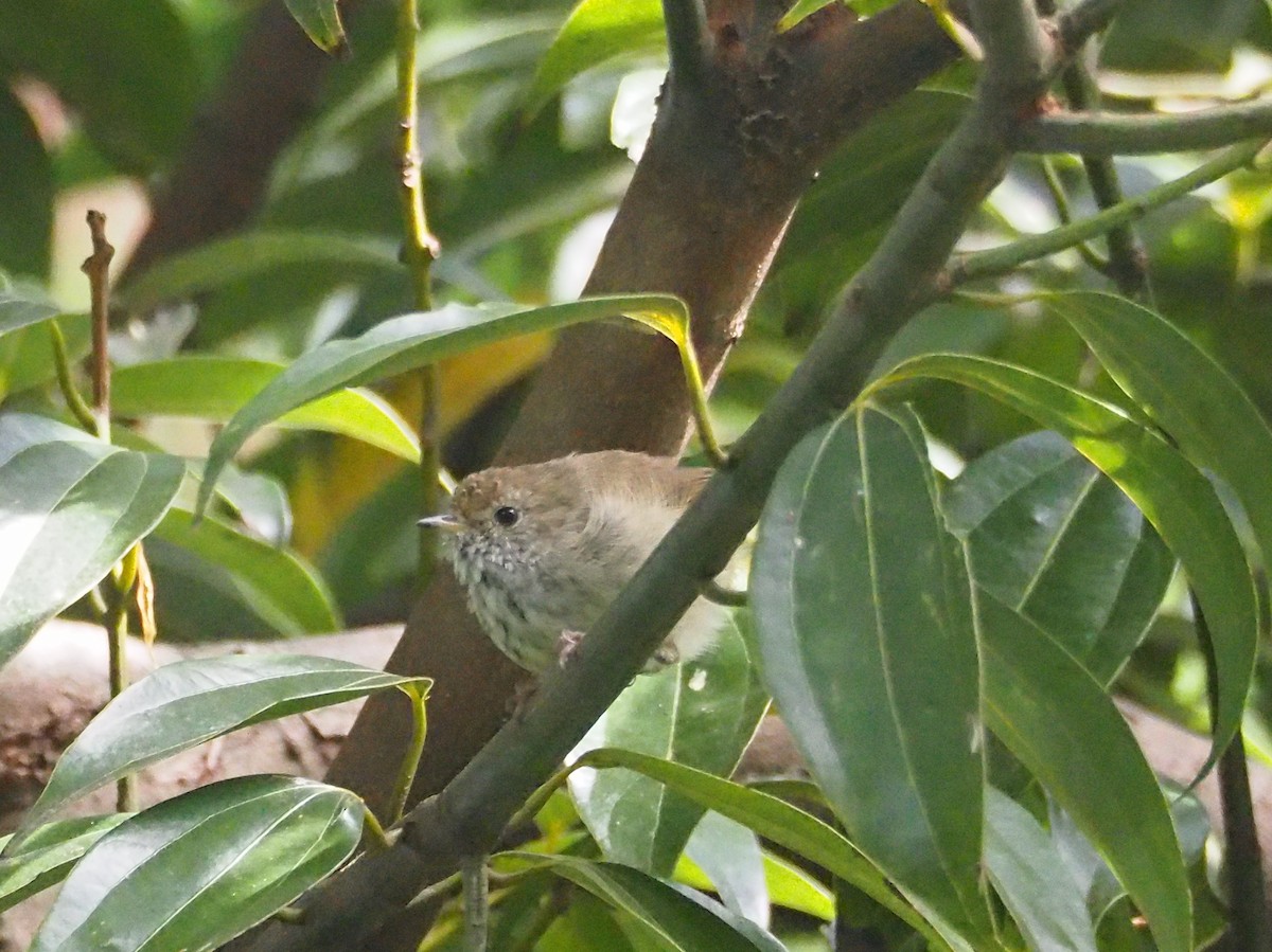 Brown Thornbill - Hiromi Arima