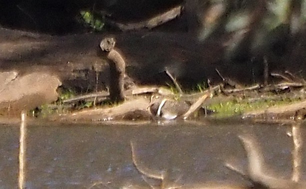 Australian Painted-Snipe - Michael Honeyman