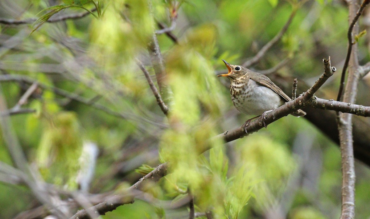 Swainson's Thrush (Olive-backed) - ML59207451