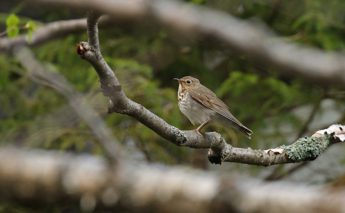 Swainson's Thrush (Olive-backed) - ML59207461