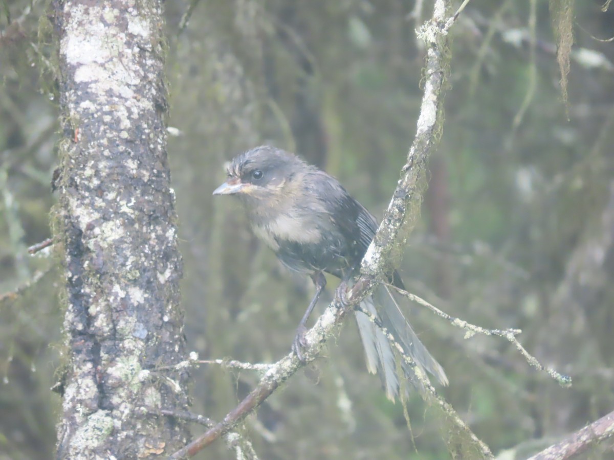 Canada Jay - ML592074911