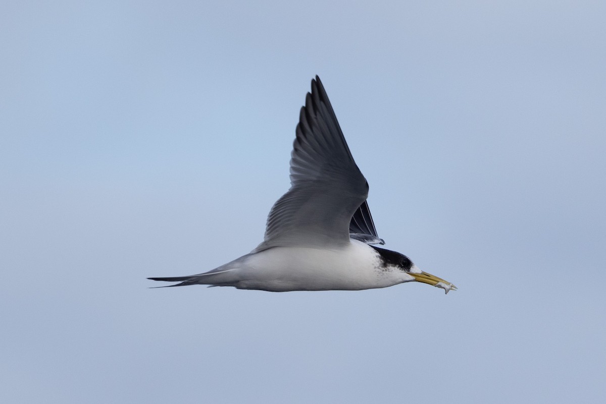 Great Crested Tern - ML592075091