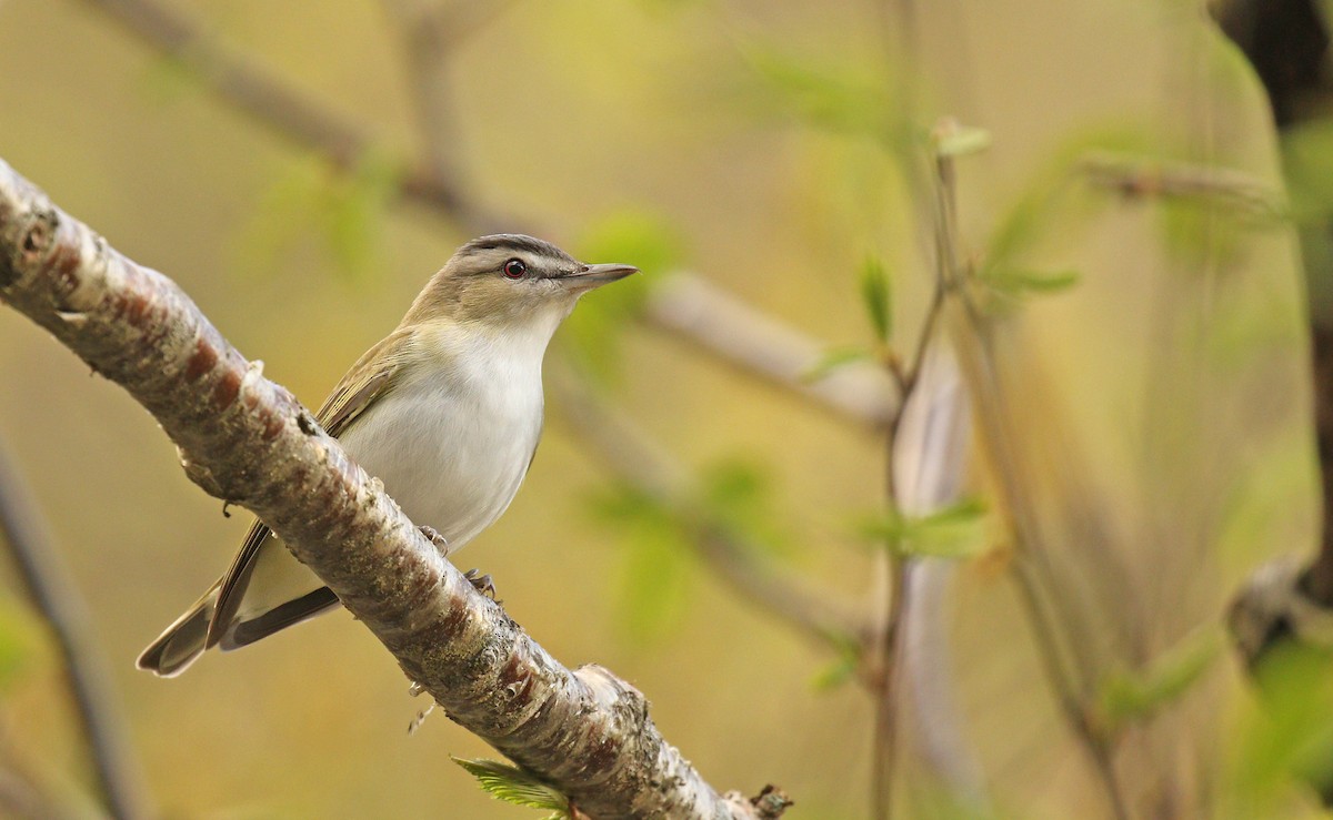 Red-eyed Vireo - Ryan Schain