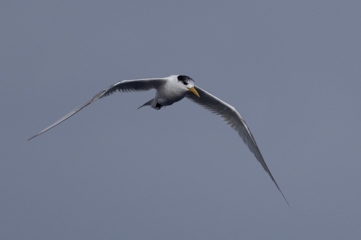 Great Crested Tern - ML592075751