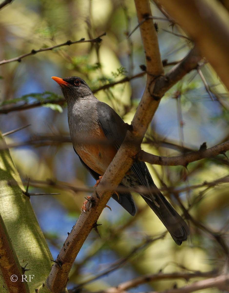 Abyssinian Thrush - ML592076001