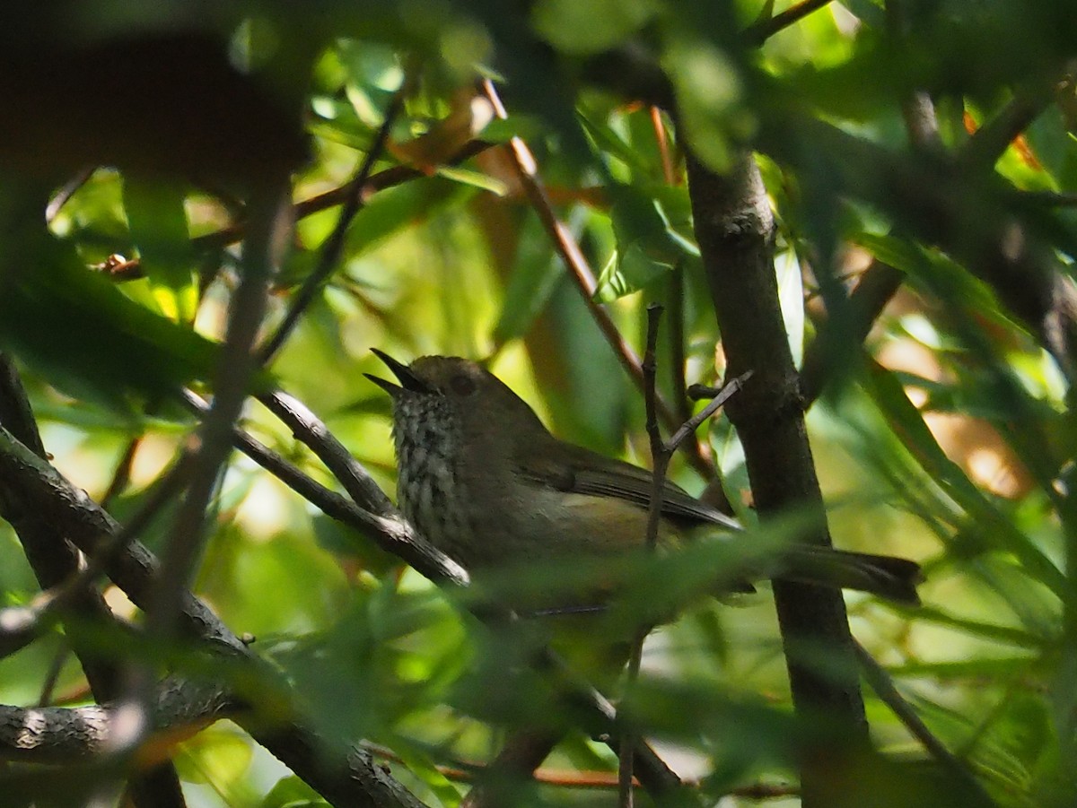 Brown Thornbill - Hiromi Arima