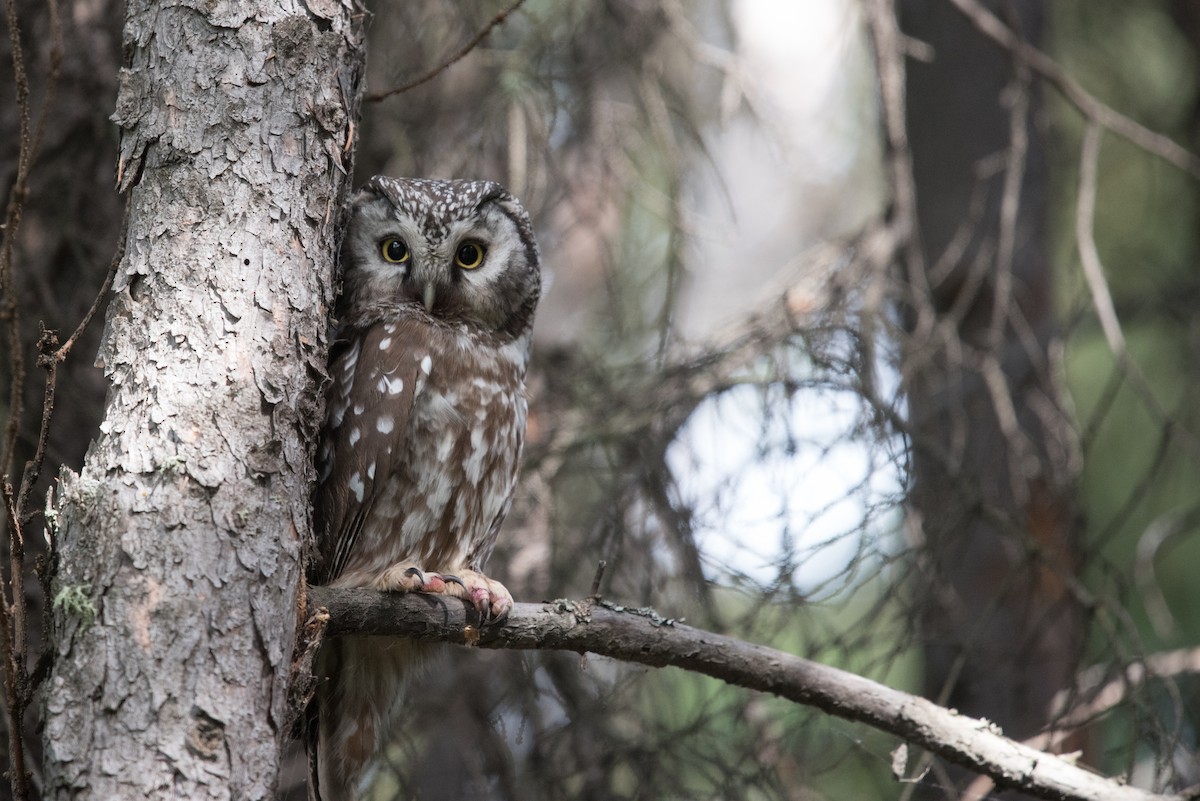 Boreal Owl - Aaron Lang