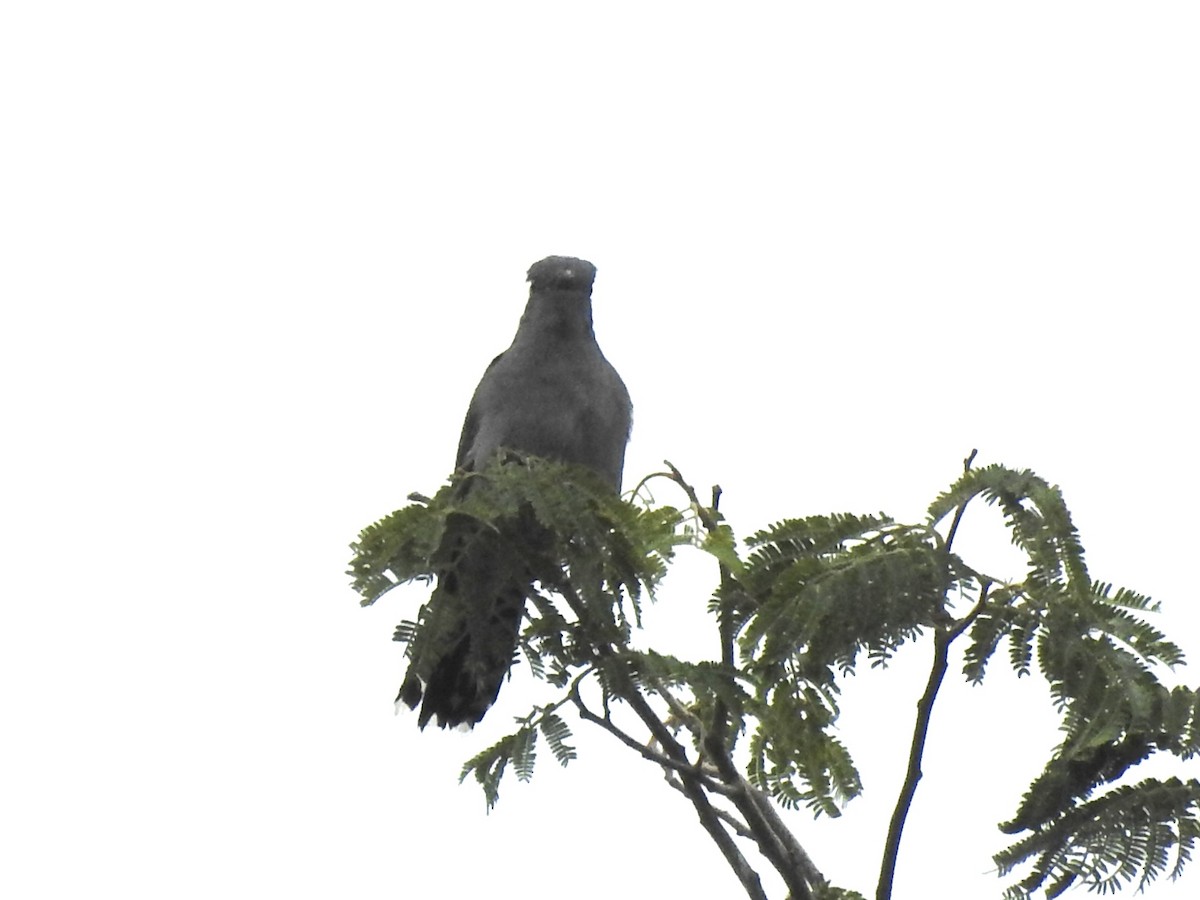 Gray-bellied Cuckoo - Munish Gowda