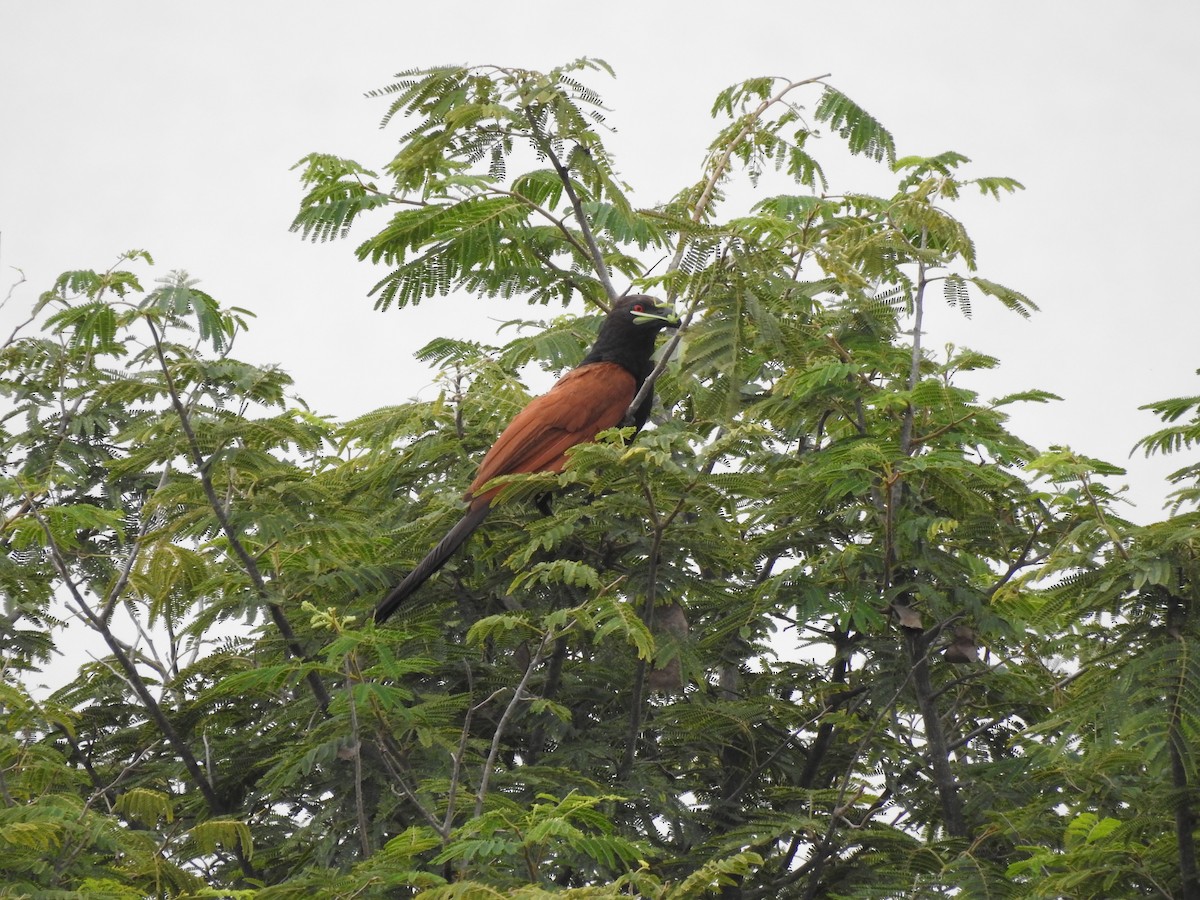 Greater Coucal (Southern) - Munish Gowda