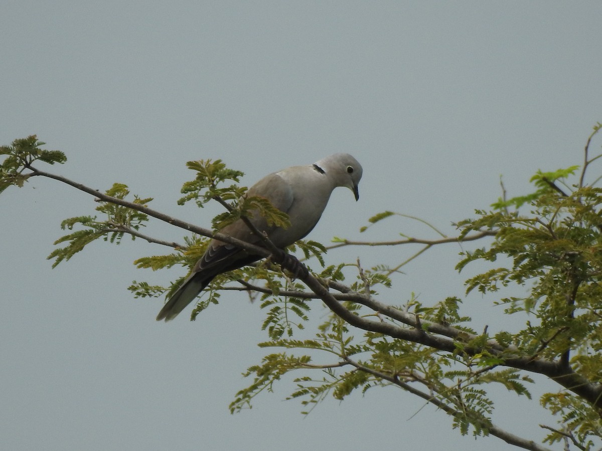 Eurasian Collared-Dove - Munish Gowda
