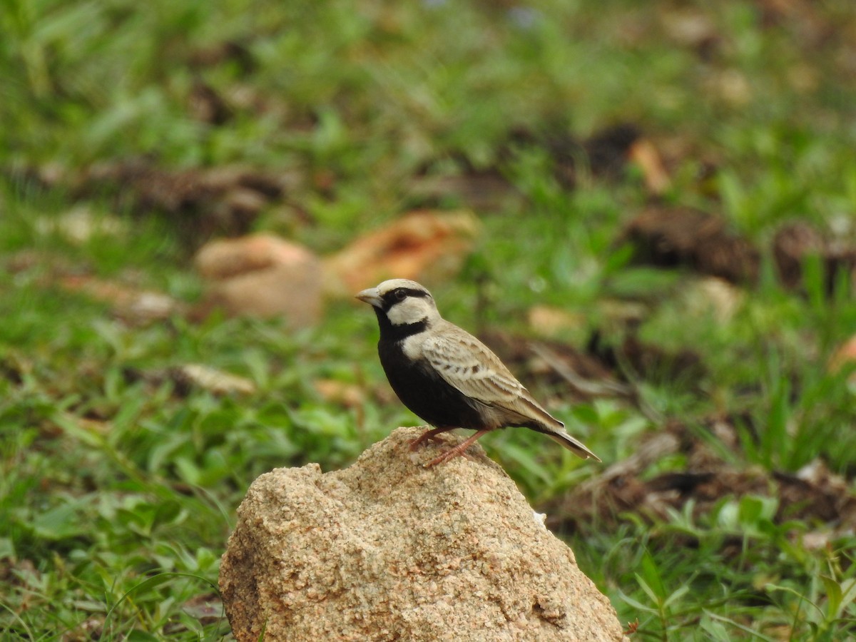 Ashy-crowned Sparrow-Lark - Munish Gowda