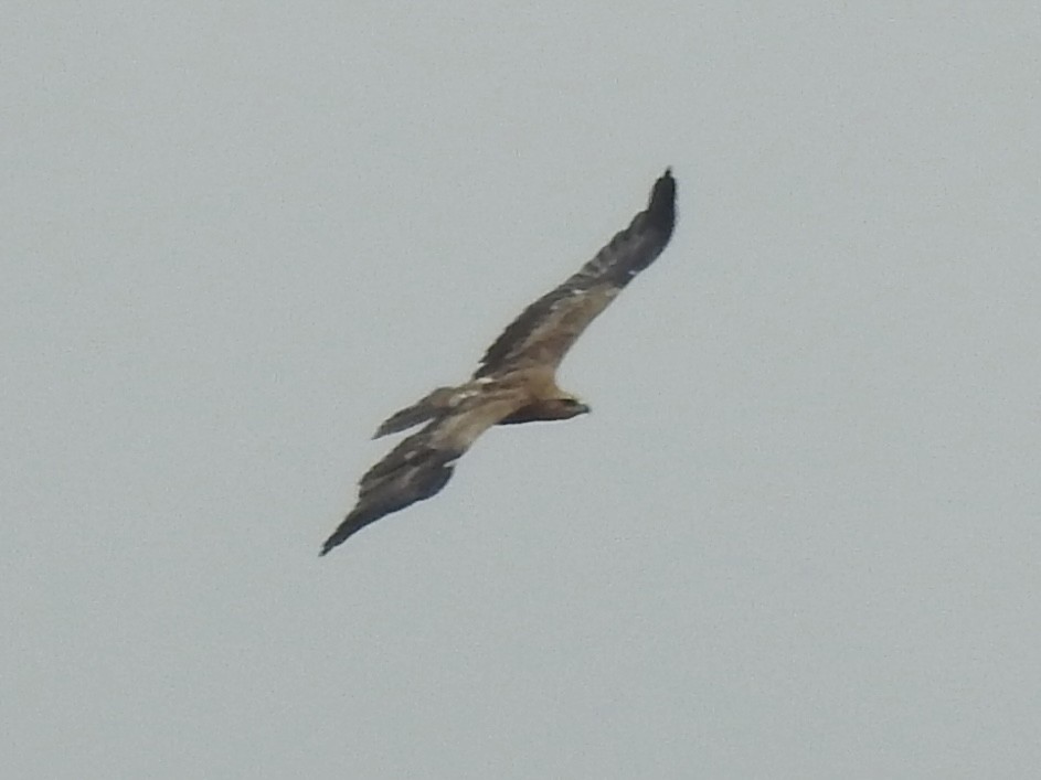 Tawny Eagle - Munish Gowda