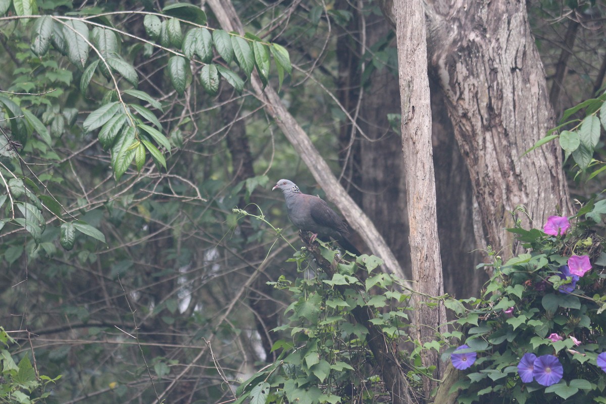 Nilgiri Wood-Pigeon - ML592079841