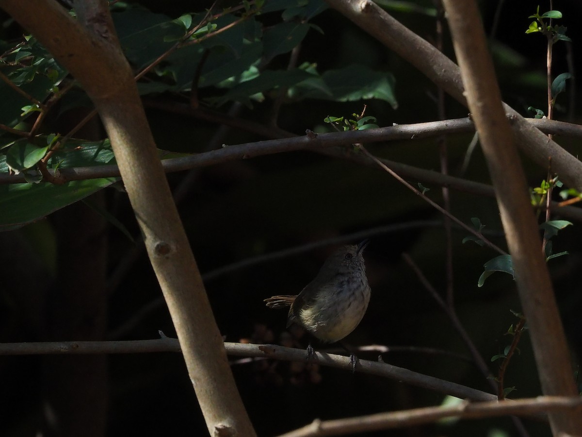 Brown Thornbill - Hiromi Arima