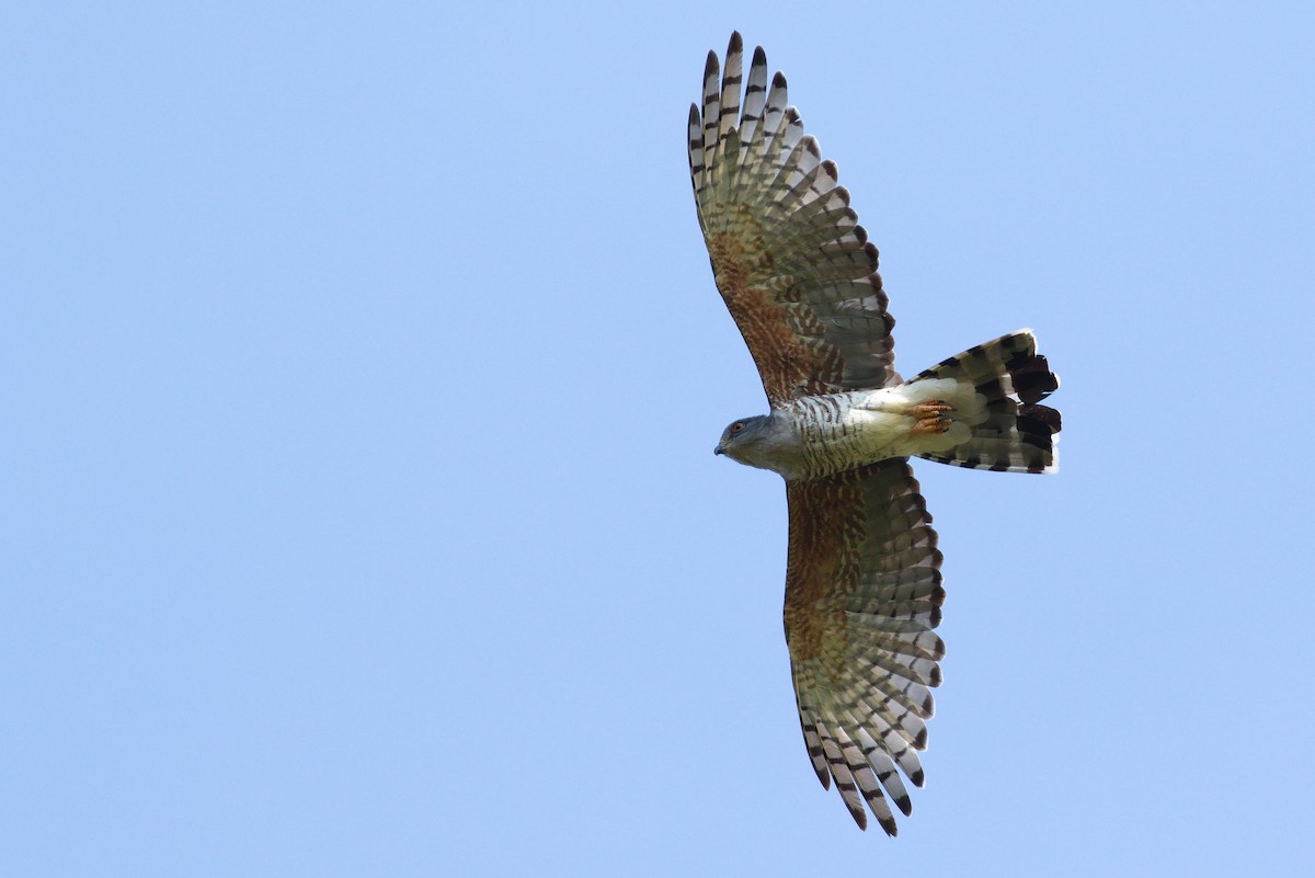 African Cuckoo-Hawk - ML592080511