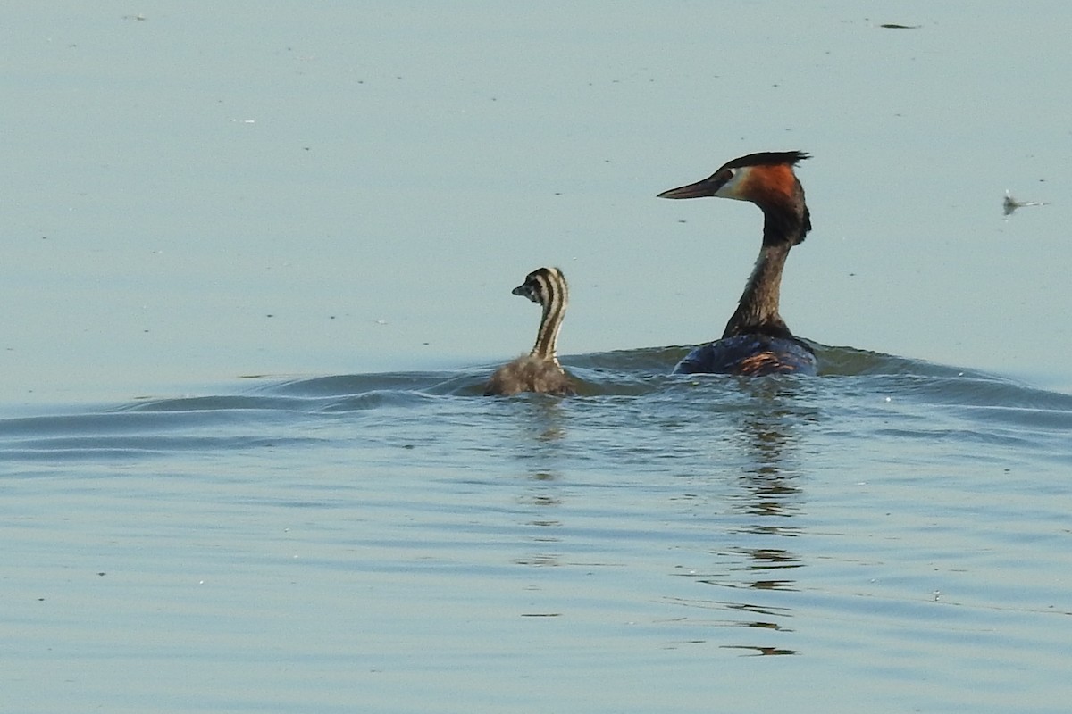 Great Crested Grebe - ML592080531
