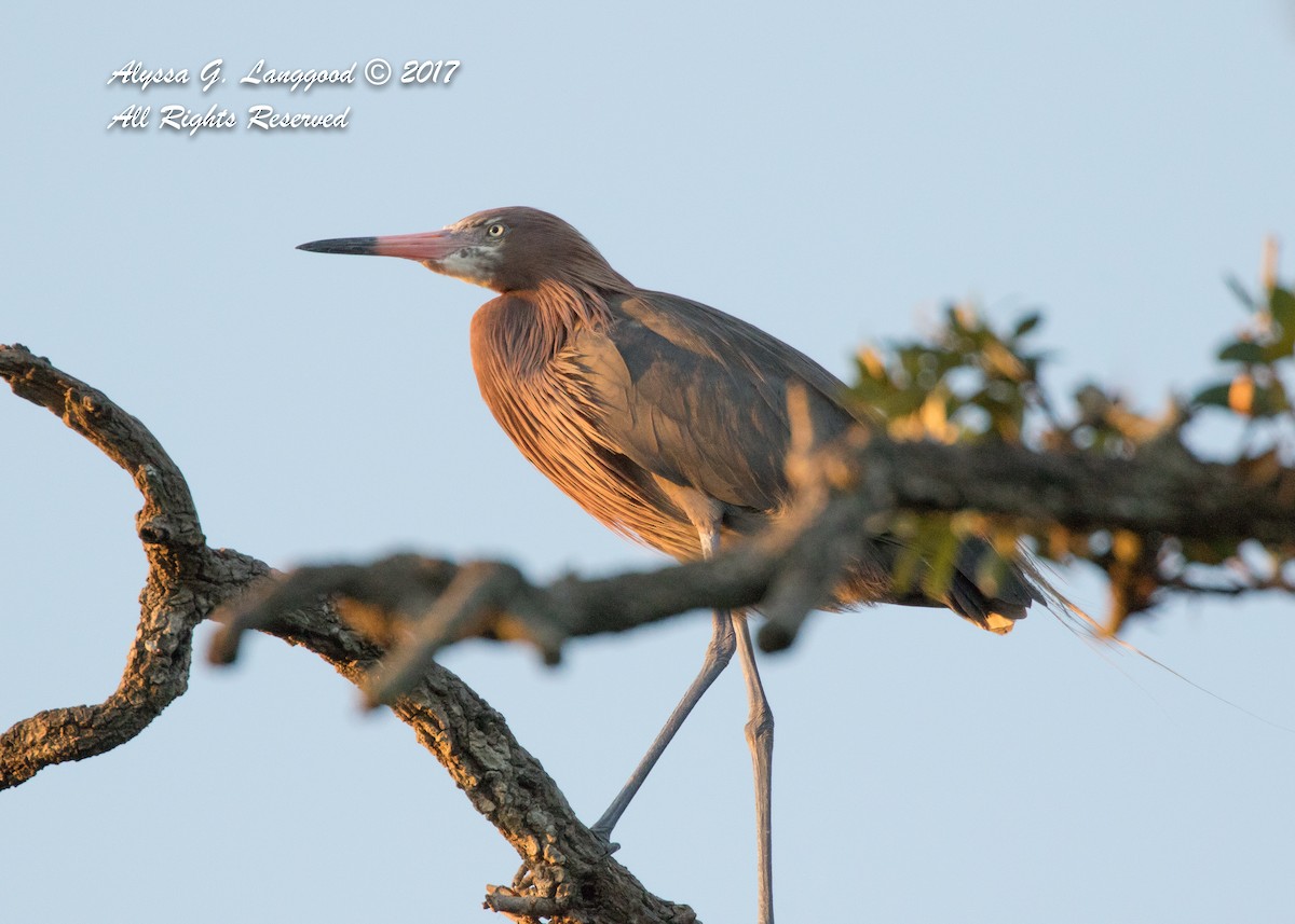 Reddish Egret - ML59208071