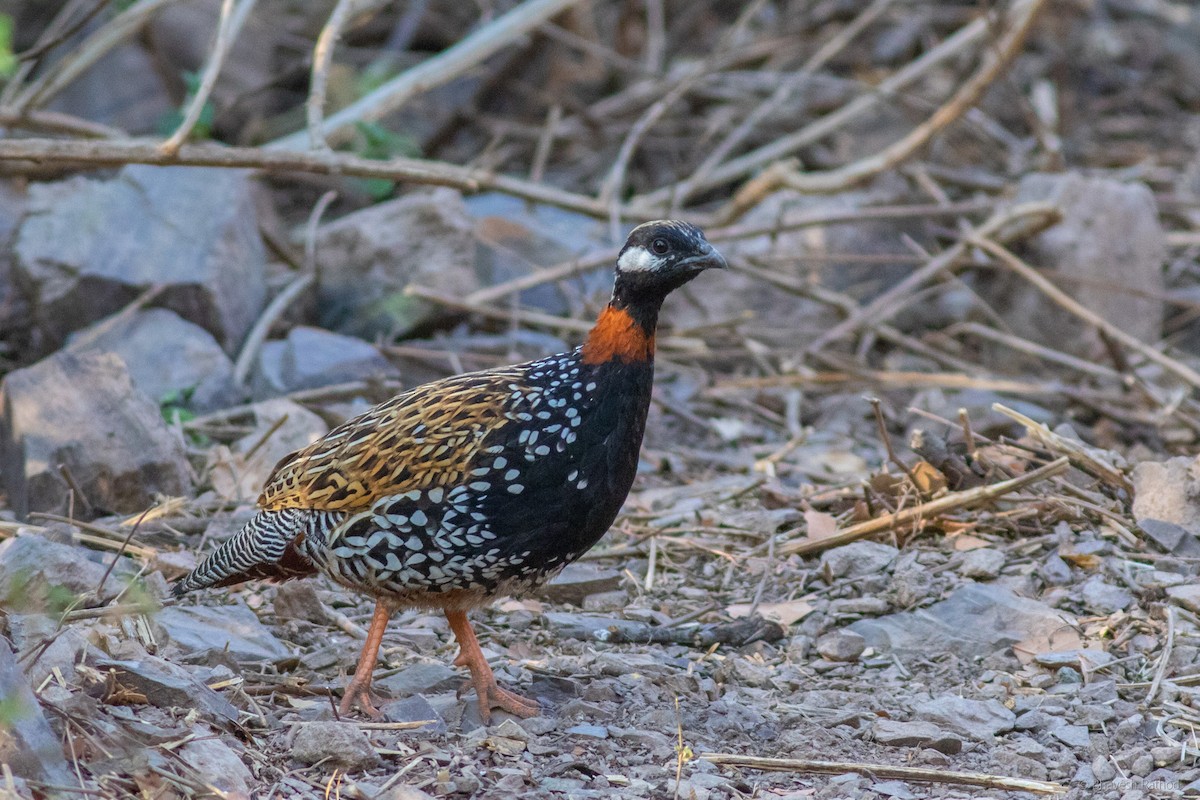 Turaç - ML592081551