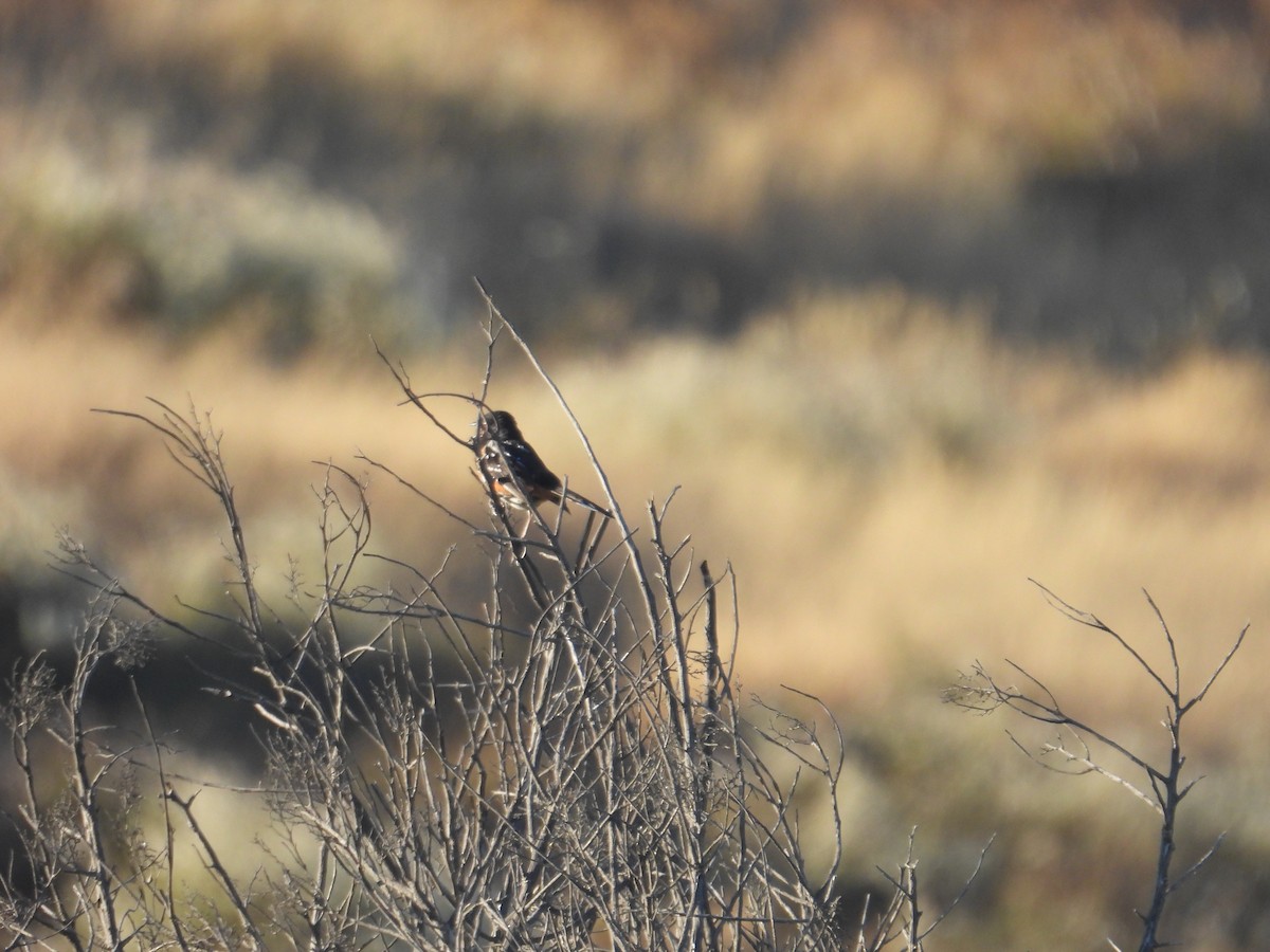 Spotted Towhee - ML592082261
