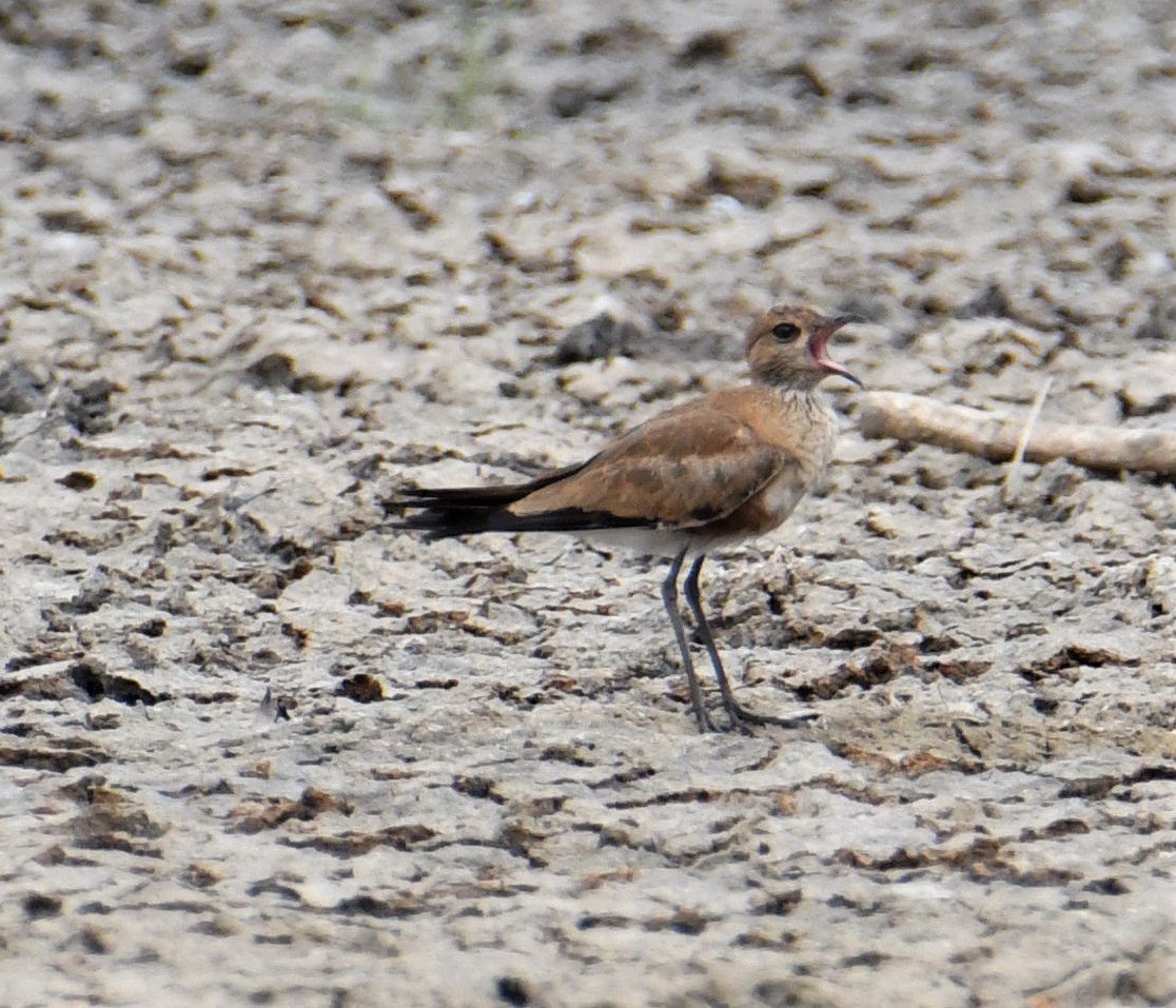 Australian Pratincole - ML592082321