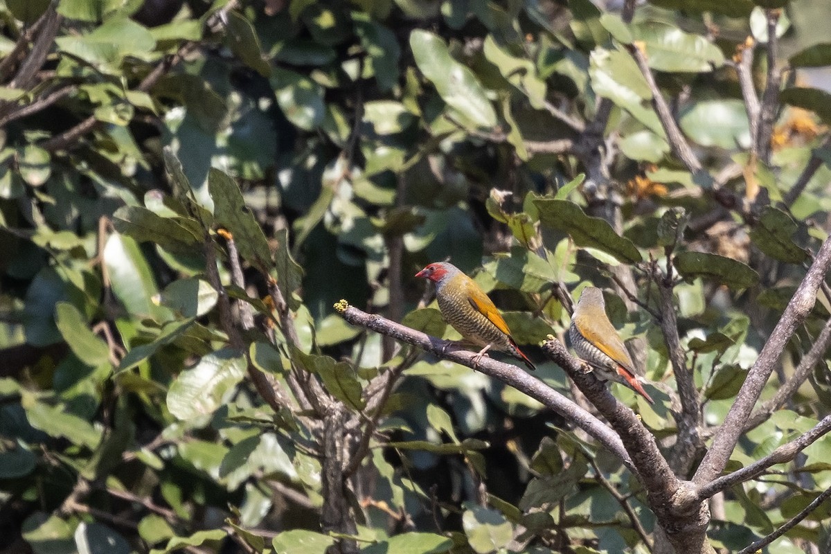 Orange-winged Pytilia - Niall D Perrins