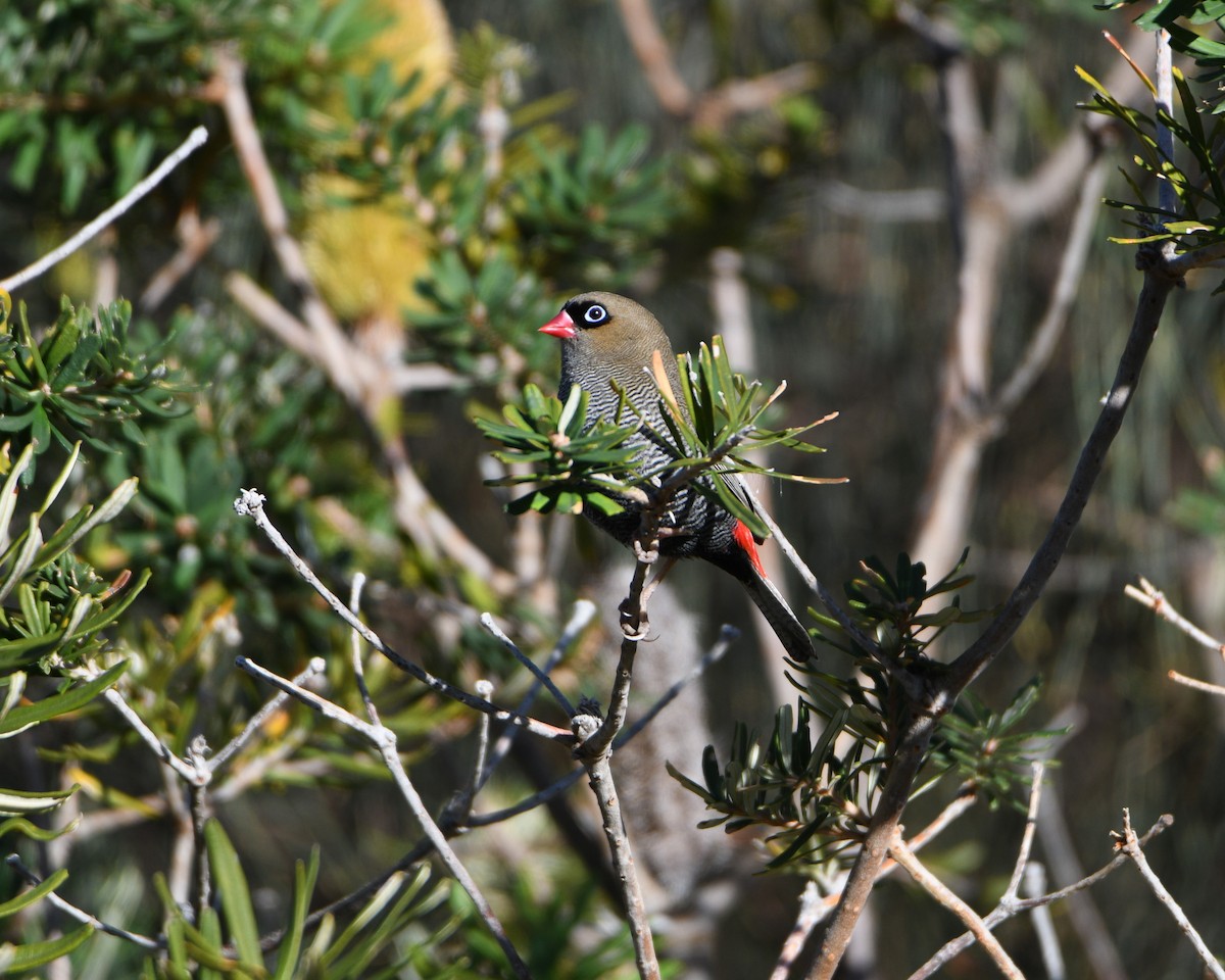 Beautiful Firetail - Michael Daley