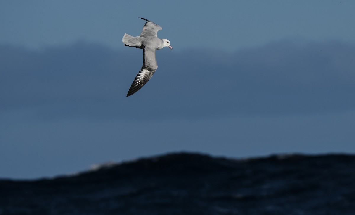 Southern Fulmar - ML592084651