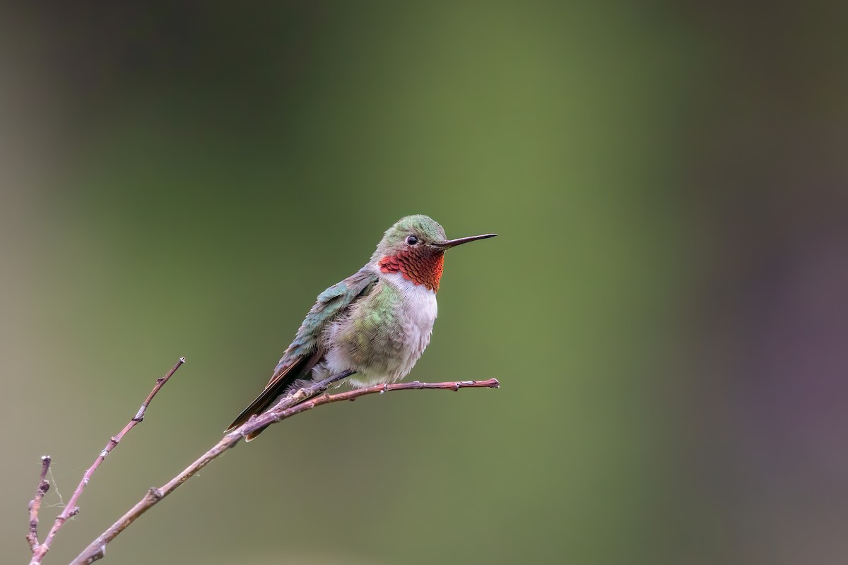 Broad-tailed Hummingbird - ML592084701