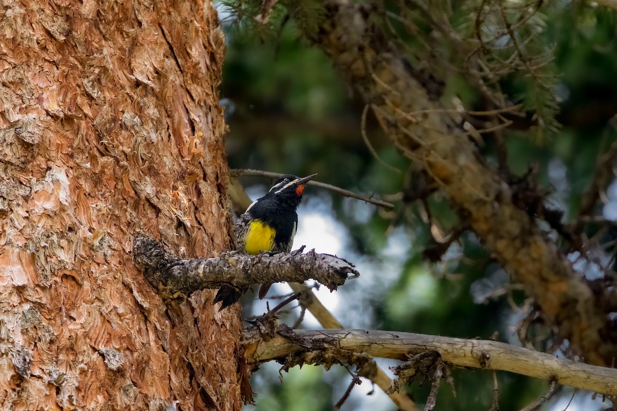 Williamson's Sapsucker - ML592084731