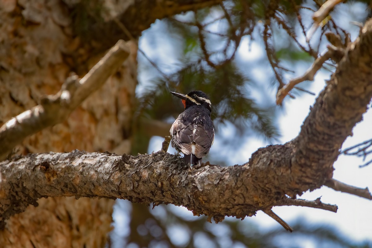 Williamson's Sapsucker - ML592084741