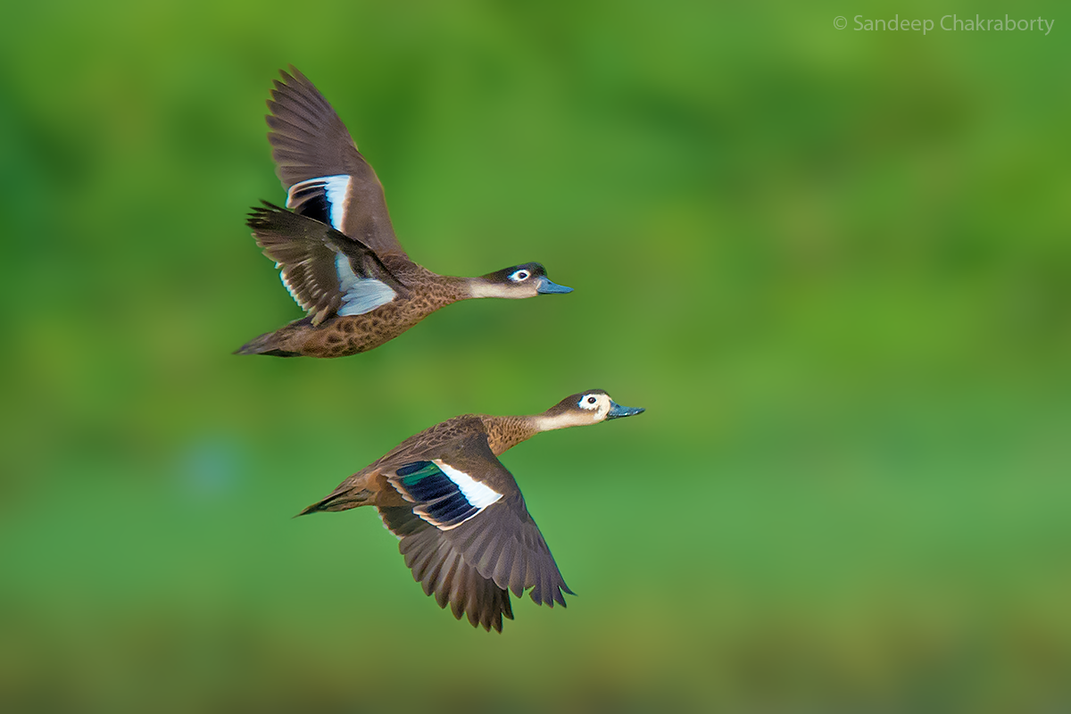 Andaman Teal - ML592084861