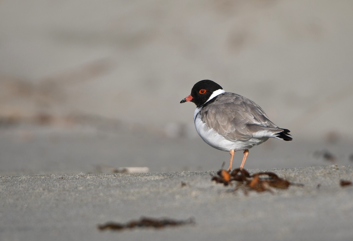 Hooded Plover - Michael Daley