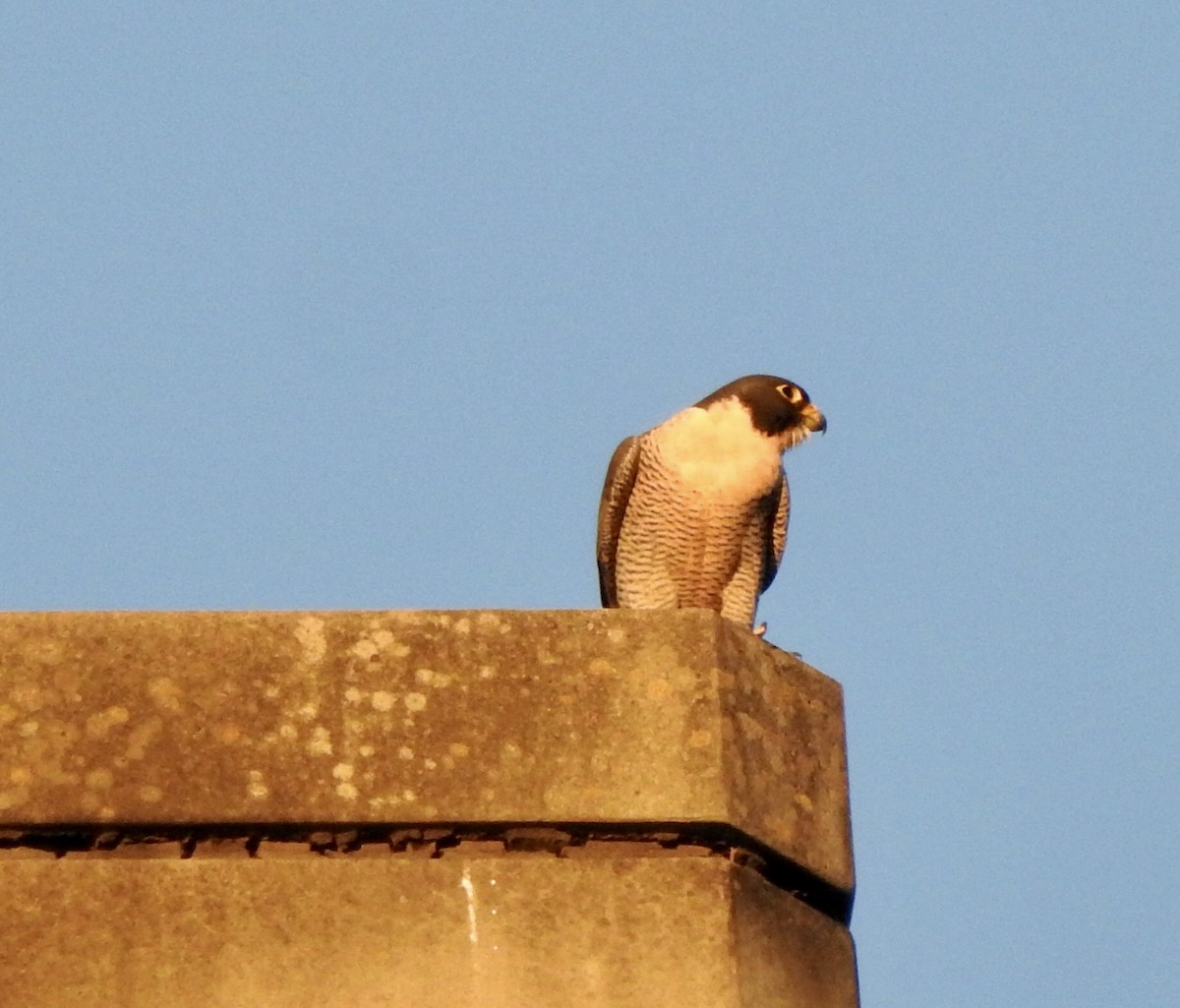 Peregrine Falcon (Australian) - Marion Roper