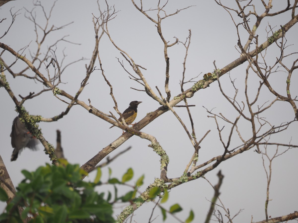 Clarke's Weaver - ML592086061