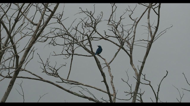 Lesser Blue-eared Starling (Miombo) - ML592086511