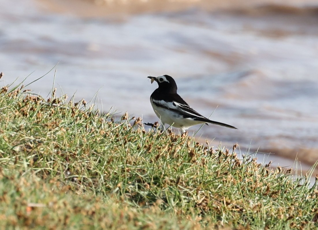 White Wagtail - Vijaya Lakshmi