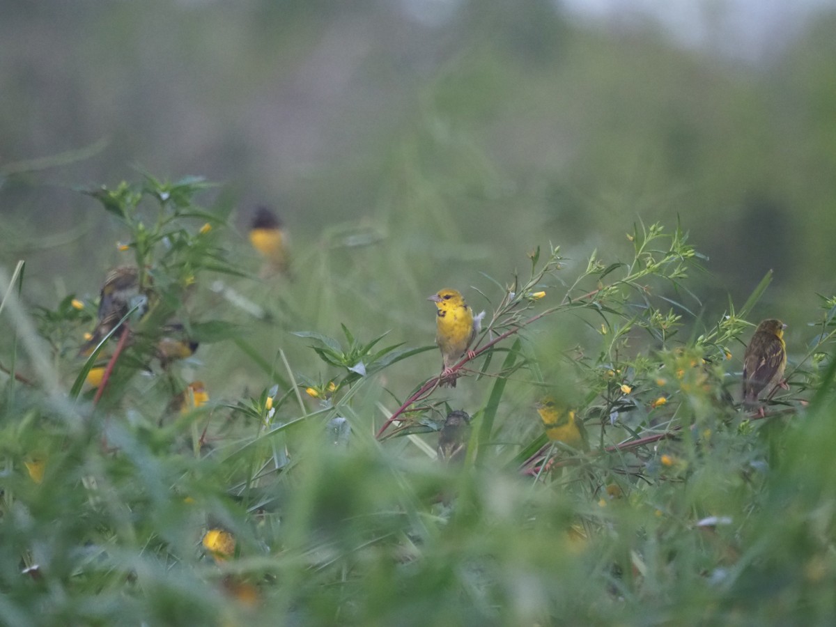 Clarke's Weaver - ML592086701