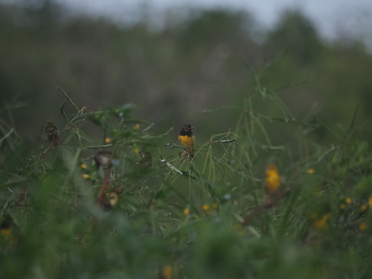 Clarke's Weaver - Adrian Hinkle