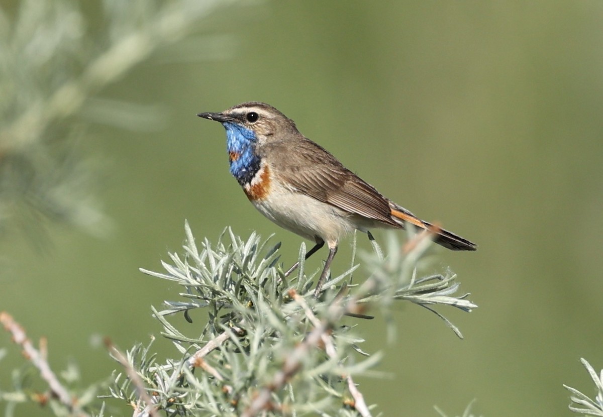 Bluethroat (Red-spotted) - Vijaya Lakshmi