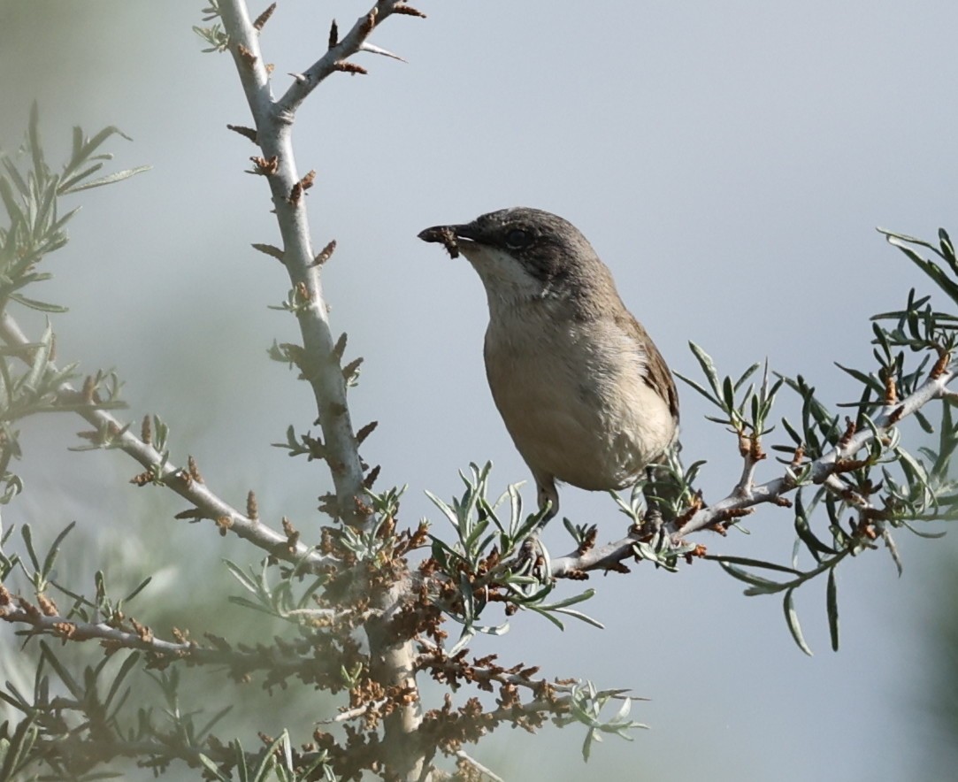 Lesser Whitethroat - Vijaya Lakshmi