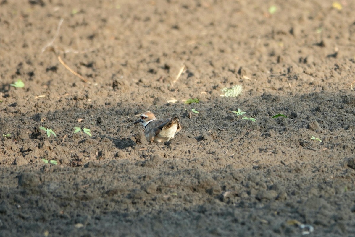 Killdeer - ML592086841